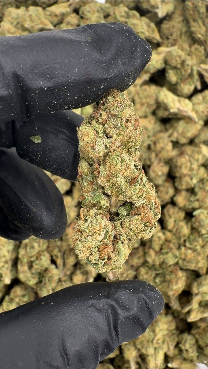 G33 🍨🍭🍬