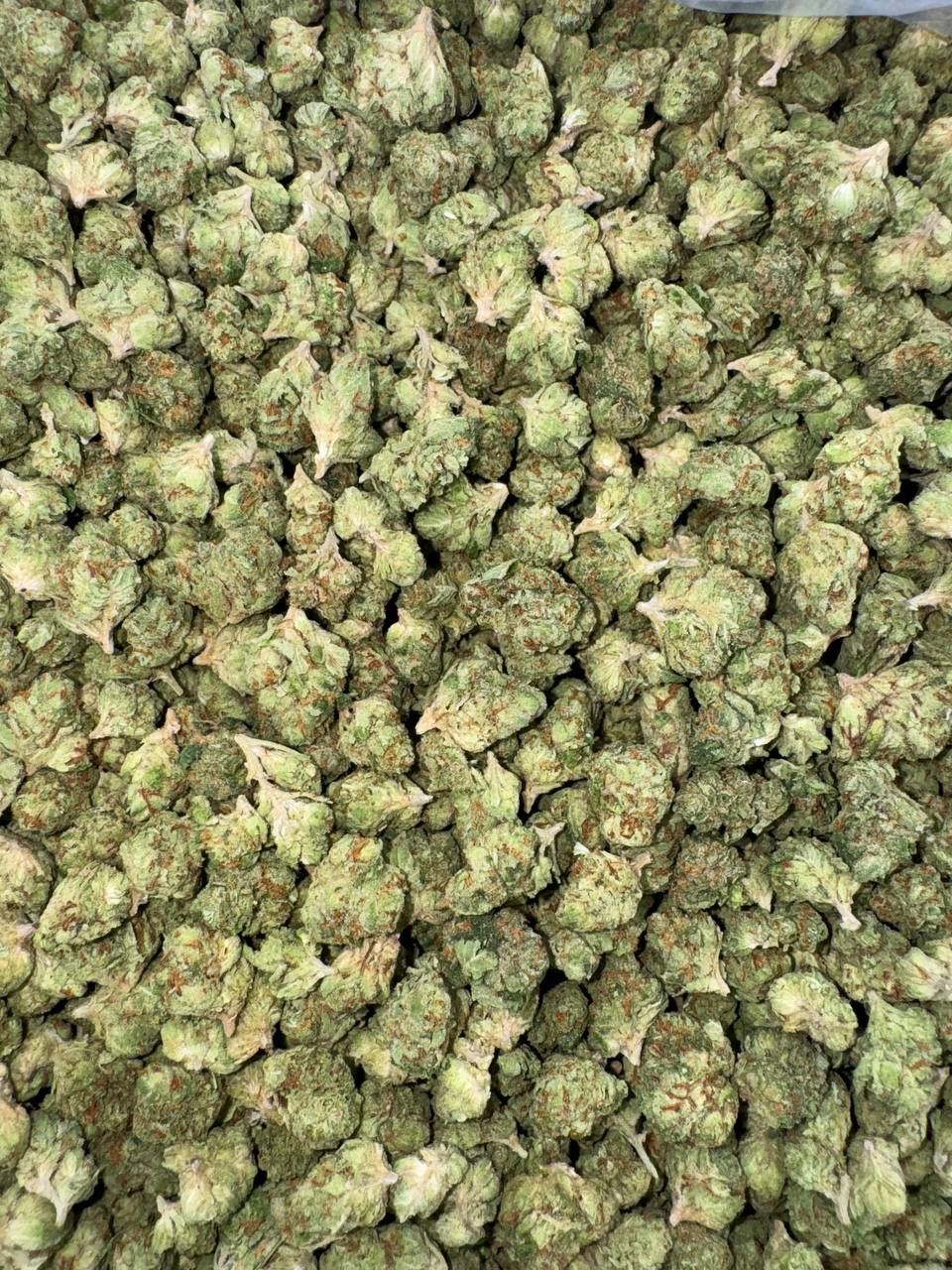 Gelato 41 Smalls 🍦🍨4️⃣1️⃣