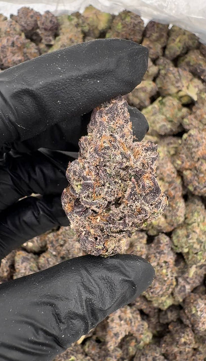 Gelato X 🍨🍧❌