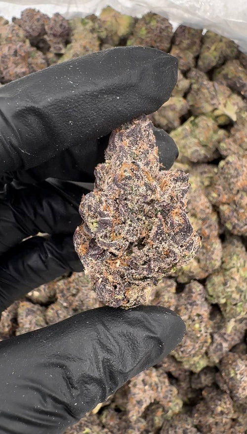 Gelato X 🍨🍧❌