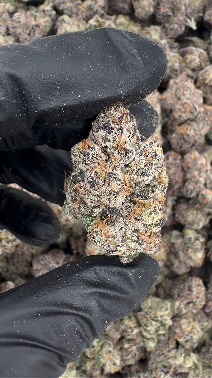 Candy Gelato🍬🍭🍨
