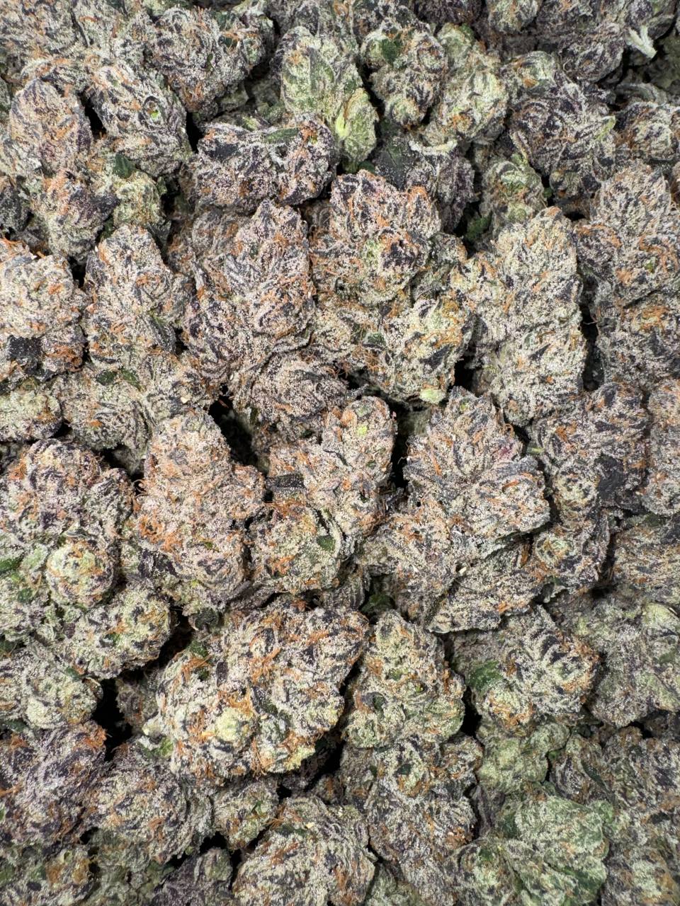 Candy Gelato🍬🍭🍨