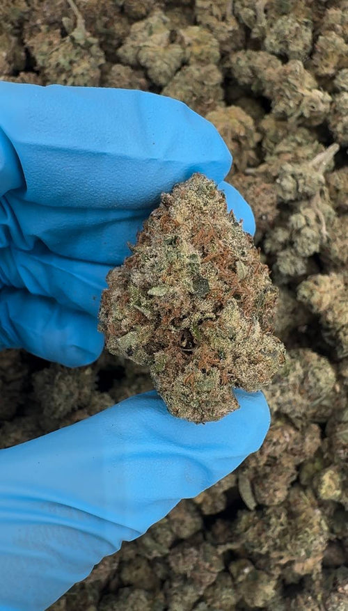 Citrus Sundae 🍊🍋🍨