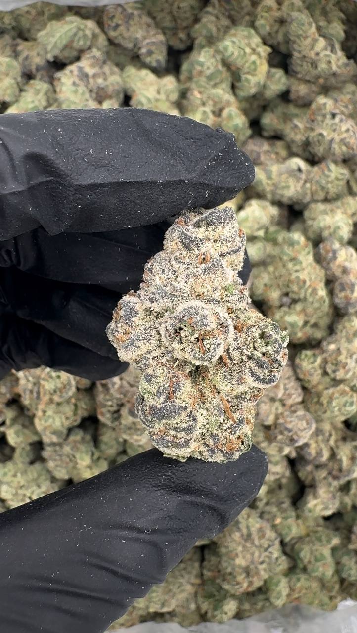 Twisted Citrus (Organic)🌪️🍊🍋