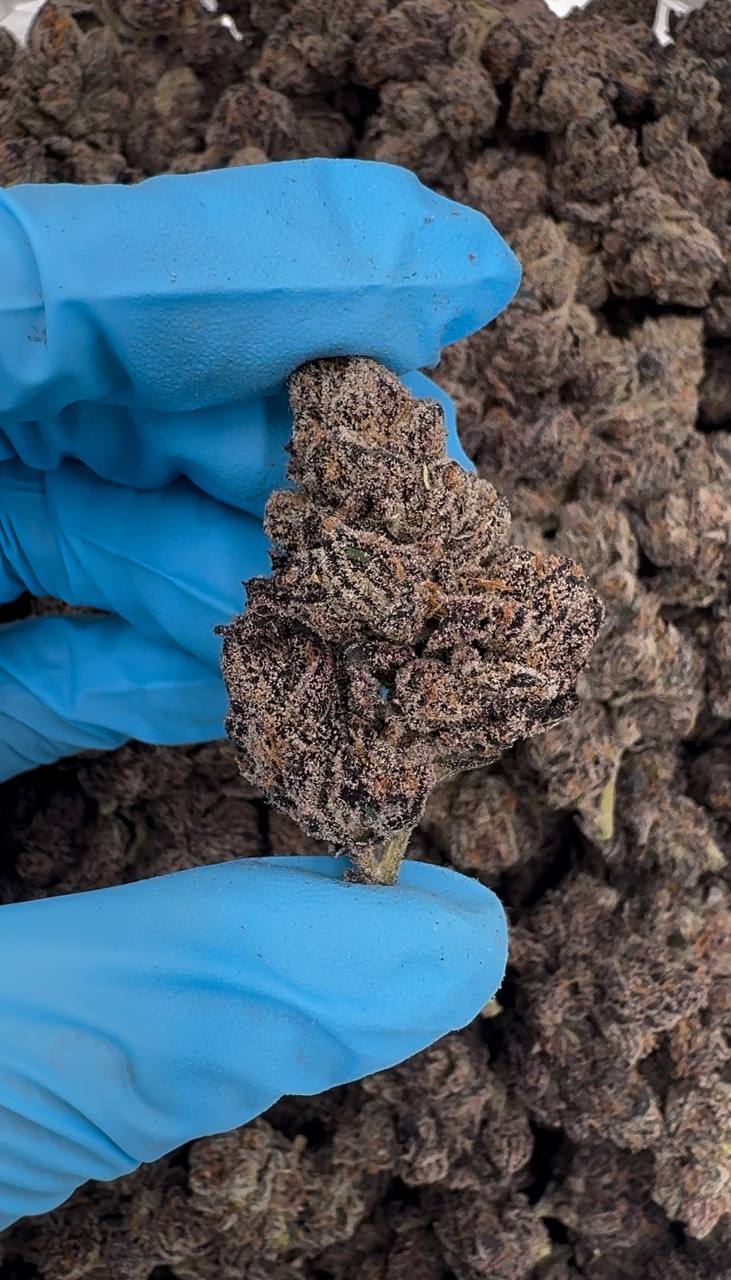 Grape Escape (Organic) 🍇🪜🏰