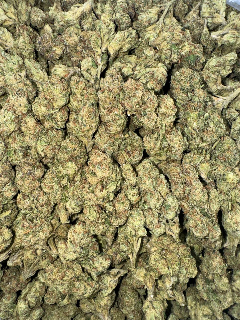 Forbidden Gelato 🚫🍨🍧
