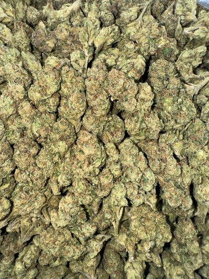 Forbidden Gelato 🚫🍨🍧