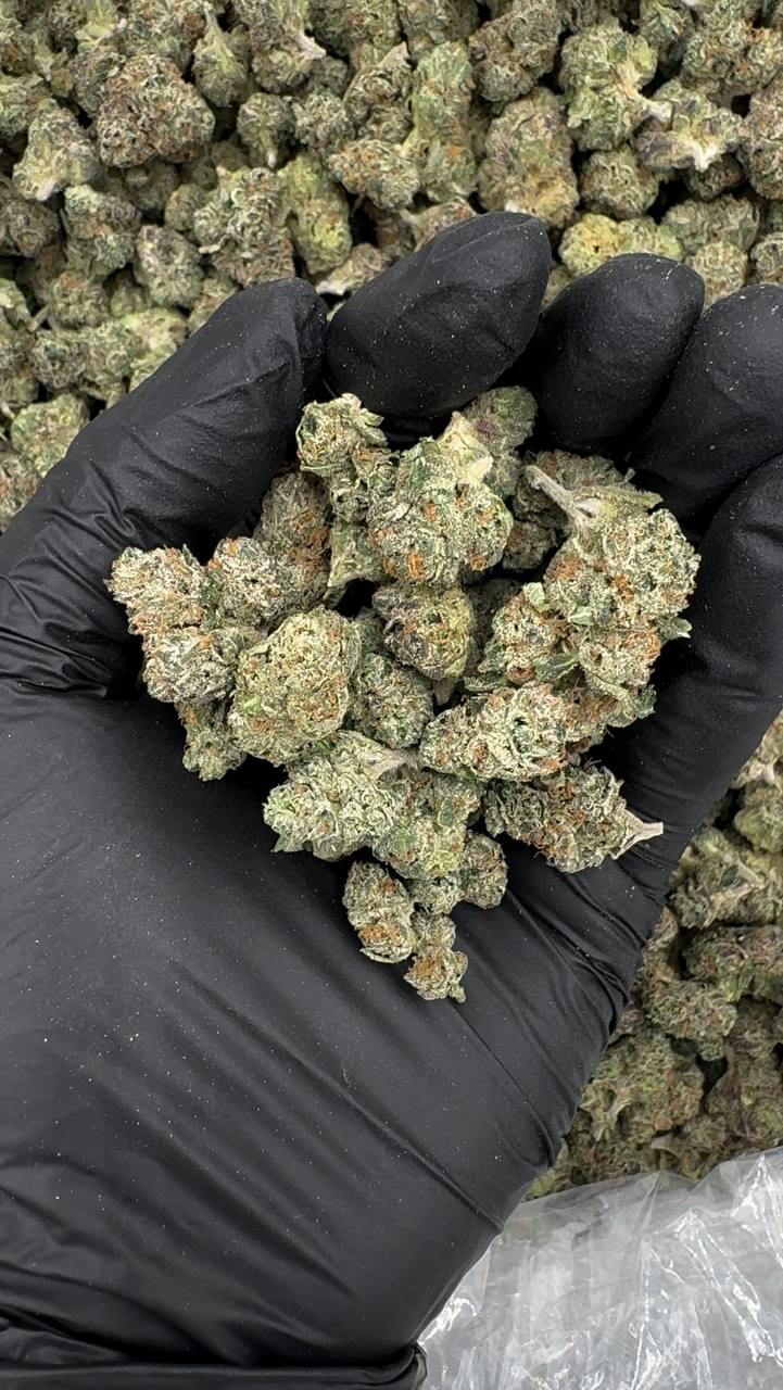 Frozen Grapefruit (Mediums)🥶❄️🍧