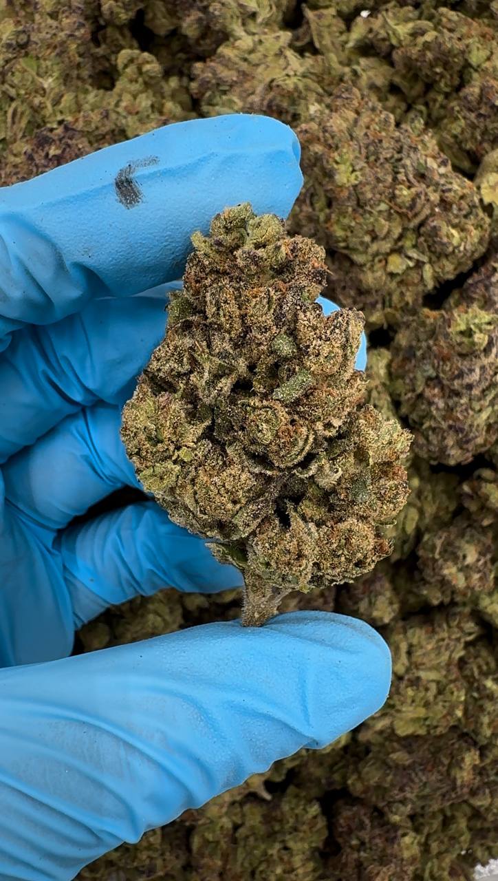 Grape Stomper 🍇🦶🐾