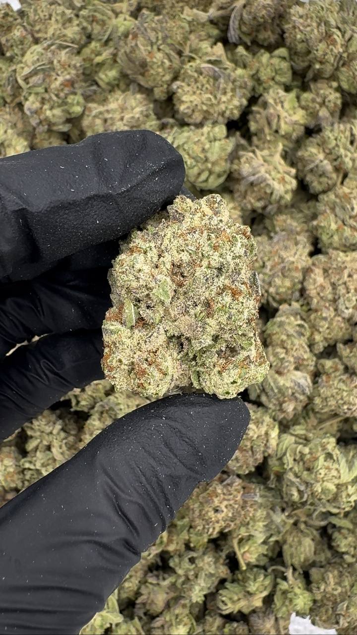 Gelato King 🍨👑⚜️