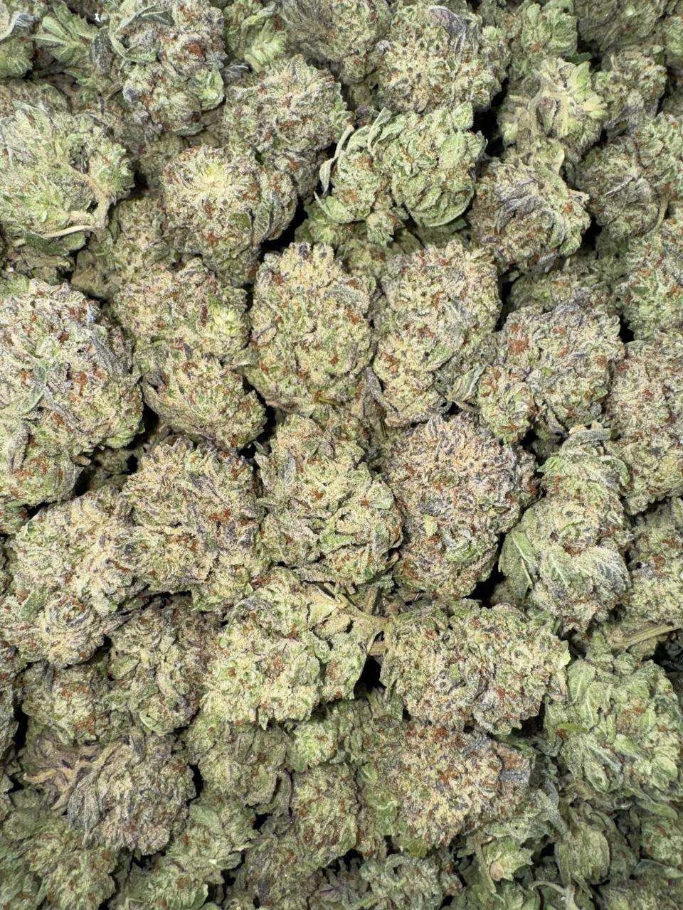 Gelato King 🍨👑⚜️