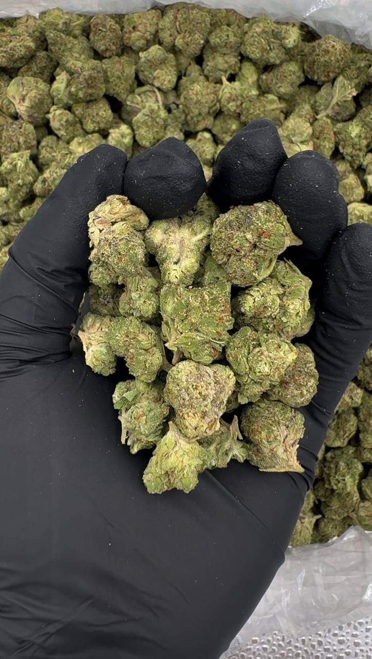 Lemonatti (Mediums)🍋🔥🥤