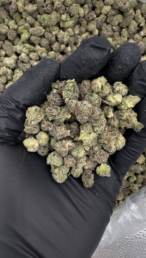 Orange Soda Smalls (Organic)  🍊🥤😎