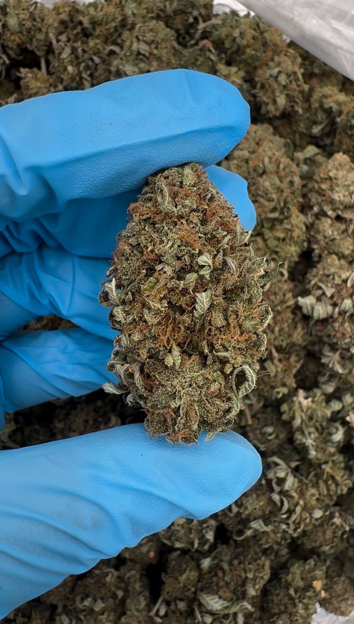 Platinum Bubba 🪙🌲🌳