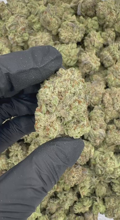 Gelato King 🍨👑⚜️