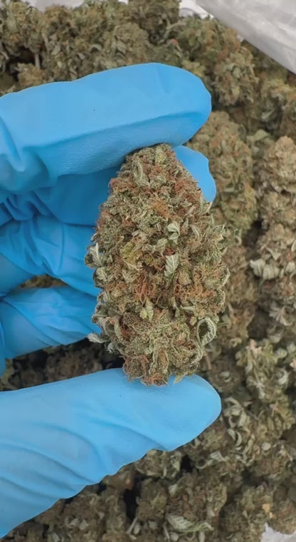 Platinum Bubba 🪙🌲🌳