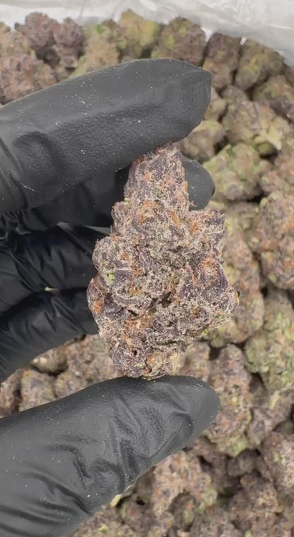 Gelato X 🍨🍧❌