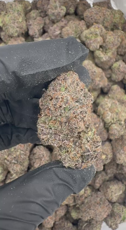 Bahama Blizzard 🏝️❄️🌨️