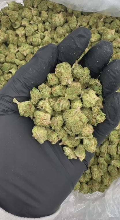 Gelato 41 Smalls 🍦🍨4️⃣1️⃣