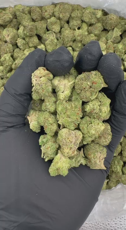 Lemonatti (Mediums)🍋🔥🥤