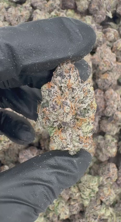 Candy Gelato🍬🍭🍨