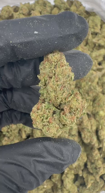 Forbidden Gelato 🚫🍨🍧