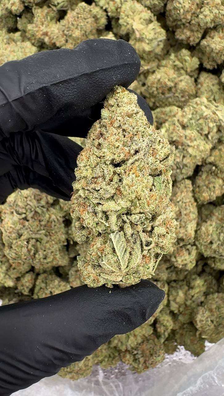 Sugar Cookies ✨🍪🍪