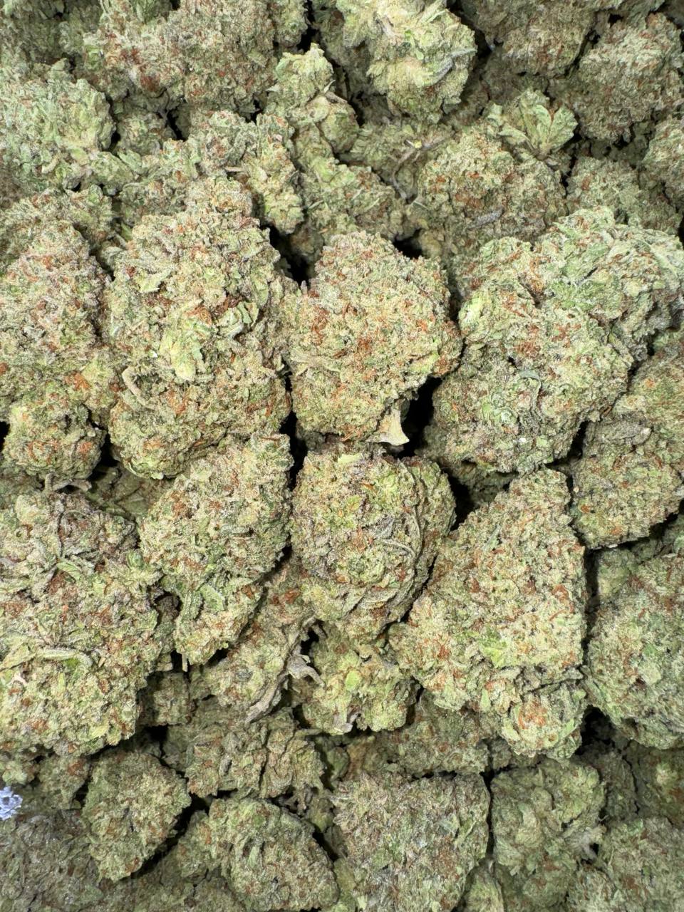 Sugar Cookies ✨🍪🍪