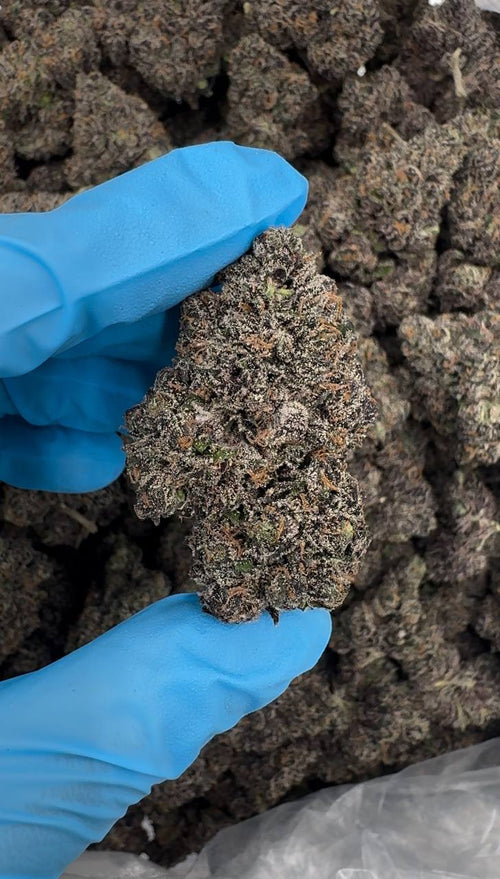 Vanilla Dream (Organic) 🍦🍨💤