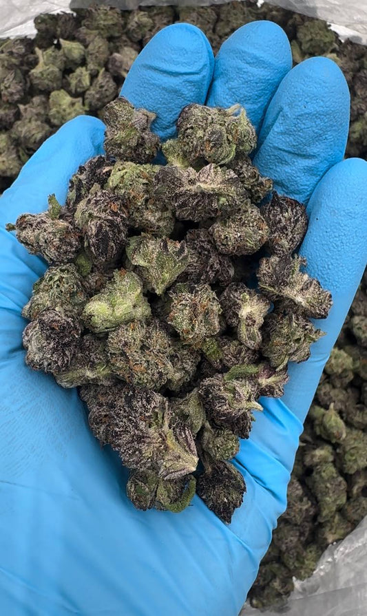 Zangbanger (Organic Mediums)⚡️🔫💥