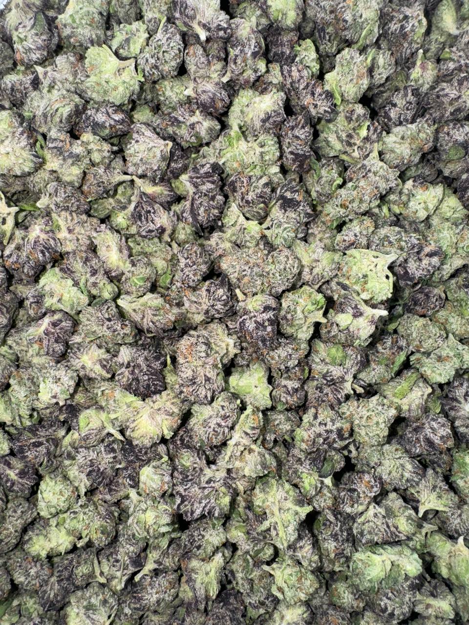 Zangbanger (Organic Mediums)⚡️🔫💥